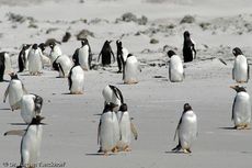 Eselspinguin (91 von 97).jpg